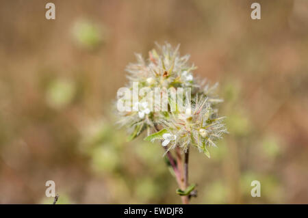 Fiori di timo mastichina Foto Stock