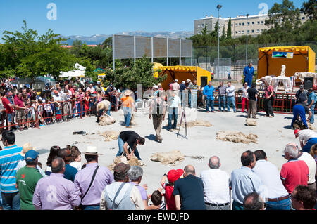 Tradizionale la tosatura delle pecore durante una dimostrazione in Colmenar Viejo, Madrid, Spagna il 8 giugno, 201 Foto Stock