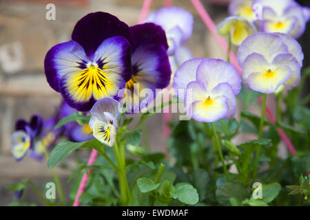 Viole un Pansies nel cestello pendenti Foto Stock