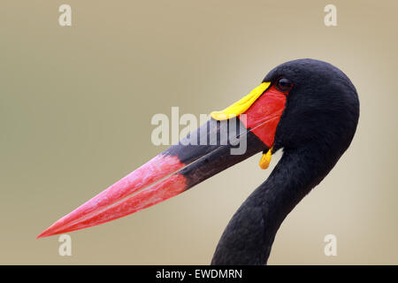 Ritratto di un molto colorati uccelli africani Foto Stock