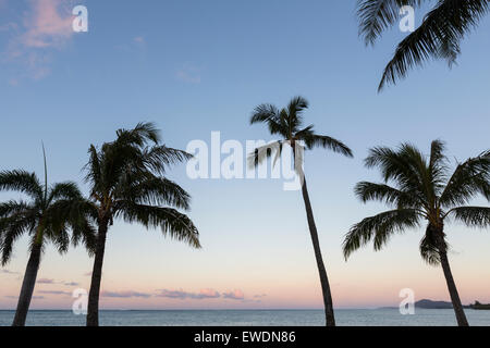 Stagliano palme presso sunrise in Hawaii Kai con una vista della testa di diamante in background, Oahu. Foto Stock