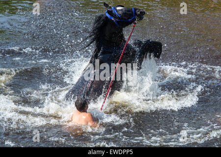 Cavalli essendo lavato / cavalcato nel fiume Eden in Appleby a Appleby Horse Fair 2015. Foto Stock