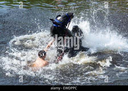 Cavalli essendo lavato / cavalcato nel fiume Eden in Appleby a Appleby Horse Fair 2015. Foto Stock