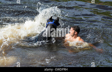 Cavalli essendo lavato / cavalcato nel fiume Eden in Appleby a Appleby Horse Fair 2015. Foto Stock