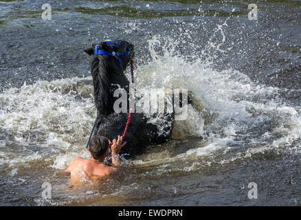 Cavalli essendo lavato / cavalcato nel fiume Eden in Appleby a Appleby Horse Fair 2015. Foto Stock