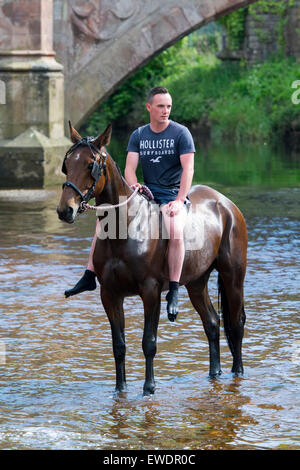 Cavalli essendo lavato / cavalcato nel fiume Eden in Appleby a Appleby Horse Fair 2015. Foto Stock