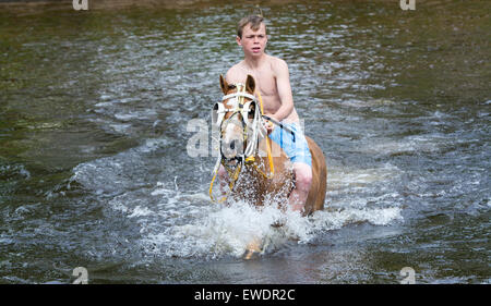 Cavalli essendo lavato / cavalcato nel fiume Eden in Appleby a Appleby Horse Fair 2015. Foto Stock