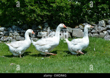 Free range di oche in pascolo su fattoria, Cumbria, Regno Unito Foto Stock