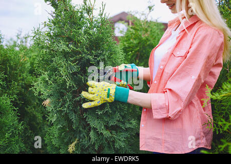 L'agricoltore femmina in guanti avendo cura di thuja Foto Stock