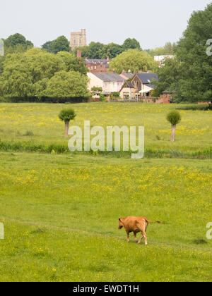 Una vacca da latte a piedi lungo i pascoli di Sudbury, Suffolk, Inghilterra. Foto Stock