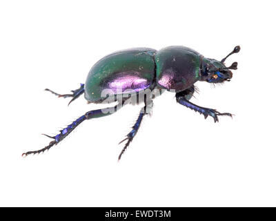 Macro. Geotrupide Trypocopris pyrenaeus terra noioso dung beetle, isolato su bianco. Foto Stock