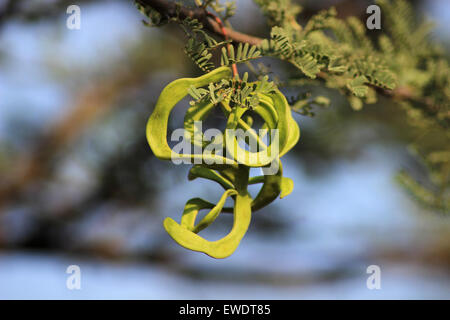 Jungle Jalebi o Pithecellobium dulce fiore, Pune Foto Stock