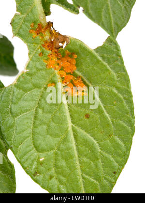 Appena liberato. Uova di Leptinotarsa decemlineata, Colorado potato beetle. Foto Stock