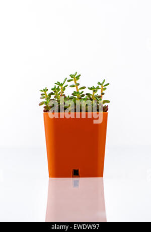 Piante succulente in colore arancio pot isolato su bianco Foto Stock