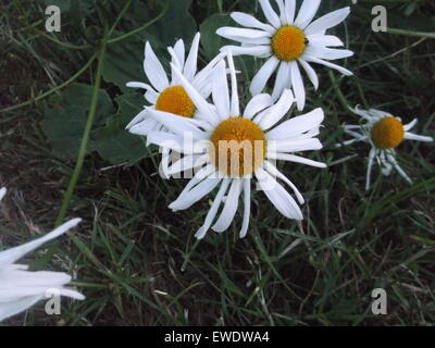 Wild oxeye daisy fiori nell'erba. Foto Stock