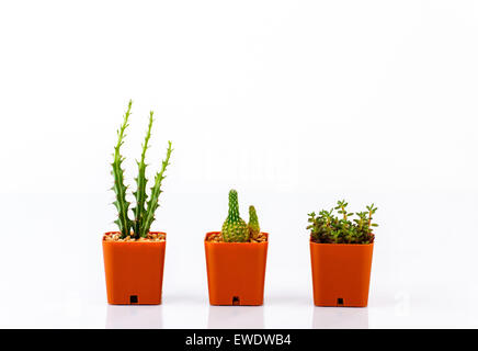 Varie cactus in vasi isolati su sfondo bianco Foto Stock