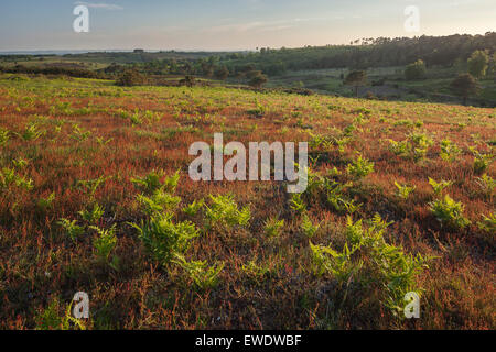 Vista su Ashdown Forest in alta Weald da vicino Hartfield, East Sussex, England, Regno Unito Foto Stock