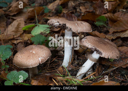 Squamosa fungo di legno, grande fungo di legno, Großer Blutegerling, Großsporiger Waldchampignon, Wald-Champignon, Agaricus langei Foto Stock