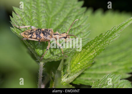 Longhorn Beetle, Eichenzangenbock, Eichen-Zangenbock, Großer Zangenbock, Großer Laubholz-Zangenbock, Rhagium sycophanta Foto Stock