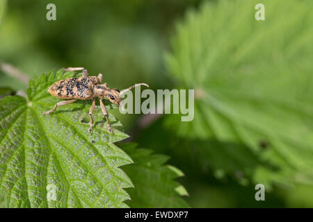 Longhorn Beetle, Eichenzangenbock, Eichen-Zangenbock, Großer Zangenbock, Großer Laubholz-Zangenbock, Rhagium sycophanta Foto Stock