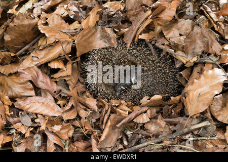 Unione riccio, ibernazione, overwinter sopravvivenza, Europäischer Igel, Winterschlaf, Überwinterung, Erinaceus europaeus Foto Stock