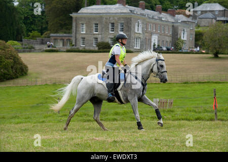 Grigio cavallo arabo concorrenti in gara di endurance Boconnoc house Foto Stock