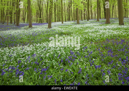 Una molla bosco con bluebells flowering e aglio selvatico nelle vicinanze del Chichester, West Sussex, in Inghilterra Foto Stock