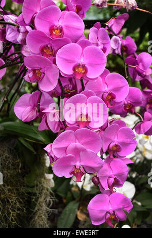 Cina Shanghai orchid orchidee fiore fiori organic botanico giardino cinese Foto Stock