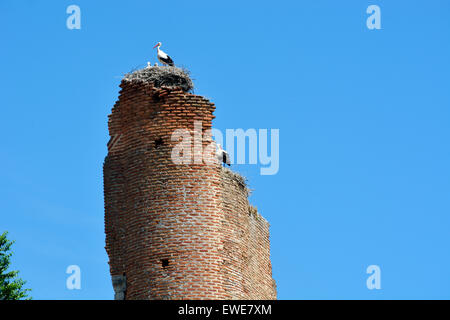 Cicogna bianca (Ciconia ciconia) nesting con pulcini sulla sommità delle rovine del castello Escalonia, Spagna Foto Stock