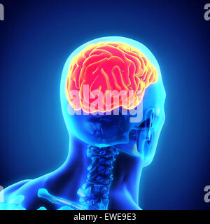 Cervello umano anatomia Foto Stock