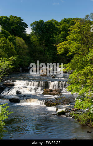 Aysgarth cade nel Yorkshire Dales National Park sul Fiume Ure in Wensleydale, UK. Foto Stock