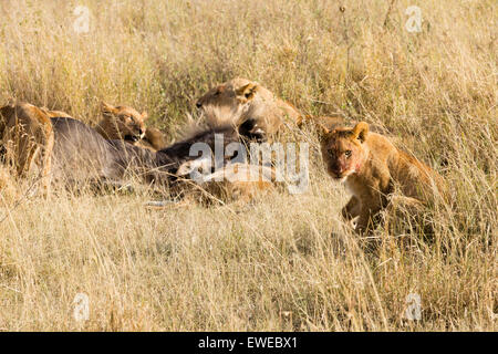 Orgoglio dei Leoni (Panthera leo) alimentazione su un GNU (Connochaetes taurinus) nel Serengeti Tanzania Foto Stock
