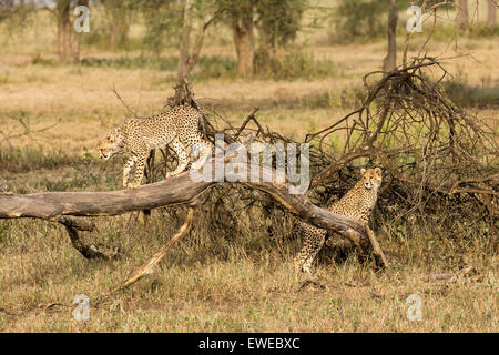 Due giovani cuccioli di ghepardo (Acinonyx jubatus) giocare insieme su un vecchio albero nel Serengeti Tanzania Foto Stock