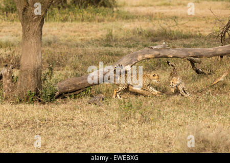 Due giovani cuccioli di ghepardo (Acinonyx jubatus) giocare insieme su un vecchio albero nel Serengeti Tanzania Foto Stock