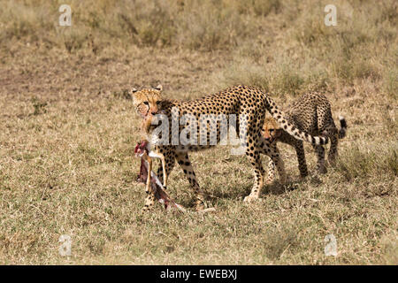 Un ghepardo (Acinonyx jubatus) con il suo cucciolo porta nella sua bocca un teenager Thomson Gazelle (Eudorcas thomsonii) nel Serenget Foto Stock