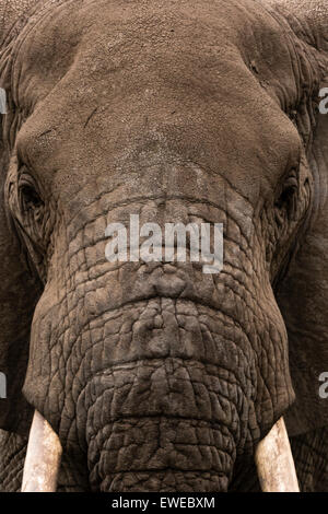 Un elefante africano (Loxodonta africana) guarda la telecamera da una testa sulla posizione nel Serengeti Tanzania Foto Stock