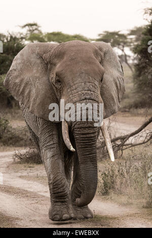 Un elefante africano (Loxodonta africana) passeggiate attraverso boschi nel Serengeti Tanzania Foto Stock