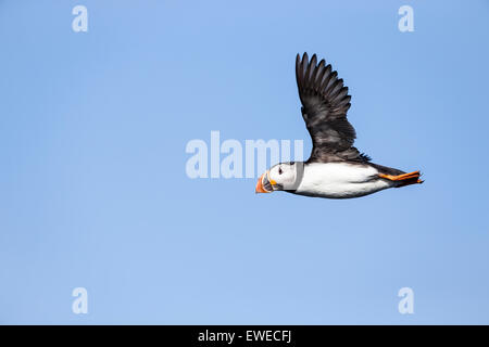 Puffin volo sulla isola di maggio, Scozia Foto Stock