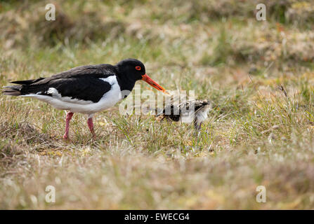 (Oystercatcher Haematopus ostralegus) alimentazione di un pulcino in Shetland Scozia UK Foto Stock