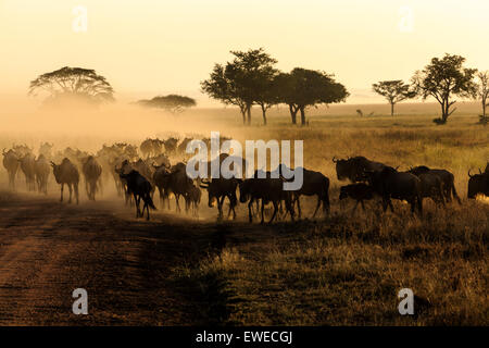 Gnu (Connochaetes taurinus) migrazione del Serengeti Tanzania Foto Stock