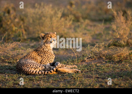 Un ghepardo (Acinonyx jubatus) si siede nella luce calda del sole nel Serengeti Tanzania Foto Stock