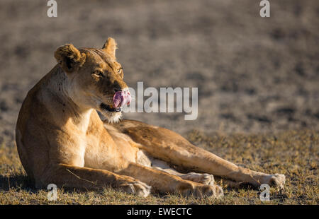 Leonessa (Panthera leo) lambisce le sue labbra e si appoggia all'alba sulle pianure di Ndutu Tanzania Foto Stock