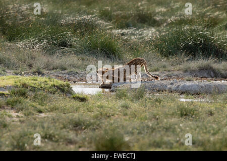 Cuccioli di ghepardo (Acinonyx jubatus) salutare reciprocamente in corrispondenza di un foro di acqua sulla pianura Ndutu in Tanzania Foto Stock