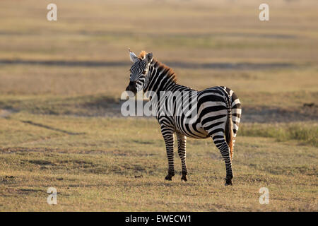 Zebra (Equus quagga) nel cratere di Ngorongoro Tanzania Foto Stock