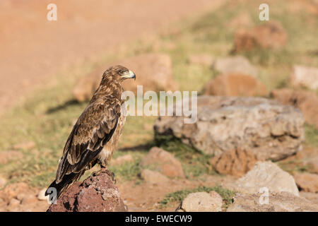 Un tawny eagle (Aquila rapax) posatoi su una roccia nel cratere di Ngorongoro Tanzania Foto Stock