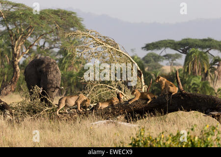 Un orgoglio dei leoni (Panthera leo) poggiano su un albero caduto tronco mentre un elefante africano (Loxodonta africana) alimenta nelle vicinanze; Serengeti Ta Foto Stock