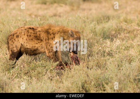 Un Spotted Hyena (Crocuta crocuta) mangia un pasto nel Serengeti Tanzania Foto Stock