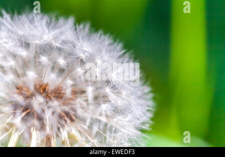 Fiore di tarassaco con lanugine, foto macro con il fuoco selettivo Foto Stock