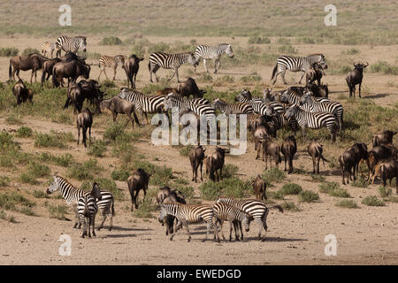 Zebra (Equus quagga) e GNU (Connochaetes taurinus) nel Serengeti Tanzania Foto Stock