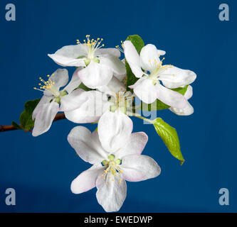 La susina bianca in Ontario Canada;frutticolo, prugna Fiore Foto Stock